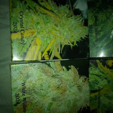 Crystal Candy XL Auto growlog timeline photo