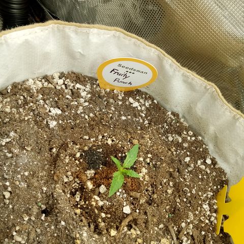 Fruity Punch ( mother ) growlog photo: Slow start