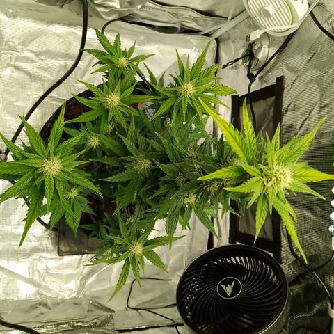 Sweet Gelato Auto growlog timeline photo
