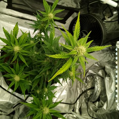 Sweet Gelato Auto growlog timeline photo