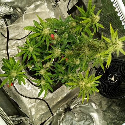 Grape Deebo growlog timeline photo
