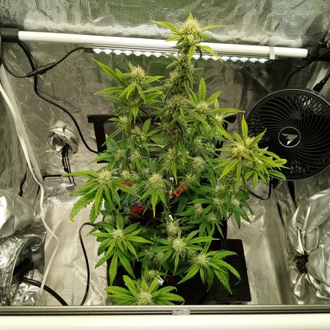 Grape Deebo growlog timeline photo