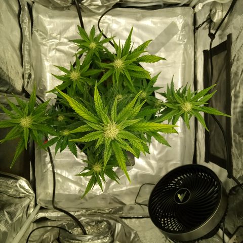 Sweet Gelato Auto growlog timeline photo