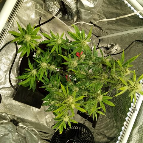 Grape Deebo growlog timeline photo