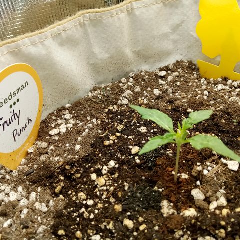 Fruity Punch ( mother ) growlog timeline photo