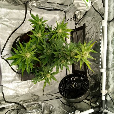 Sweet Gelato Auto growlog timeline photo