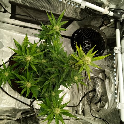 Sweet Gelato Auto growlog timeline photo