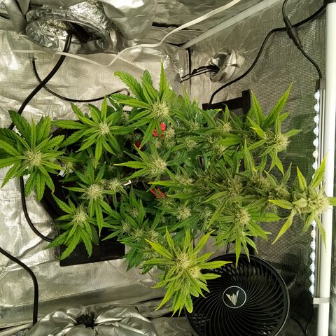 Grape Deebo growlog timeline photo