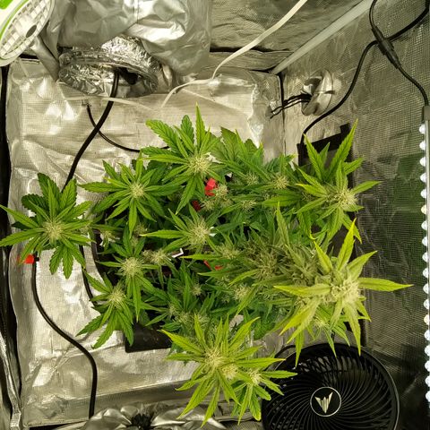 Grape Deebo growlog timeline photo
