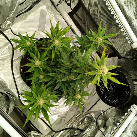 Sweet Gelato Auto growlog timeline photo