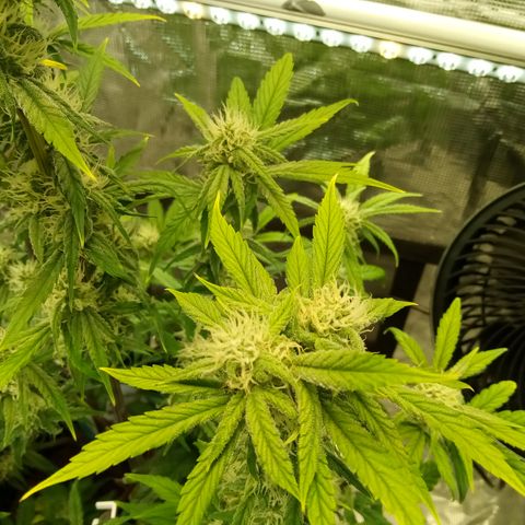 Grape Deebo growlog timeline photo