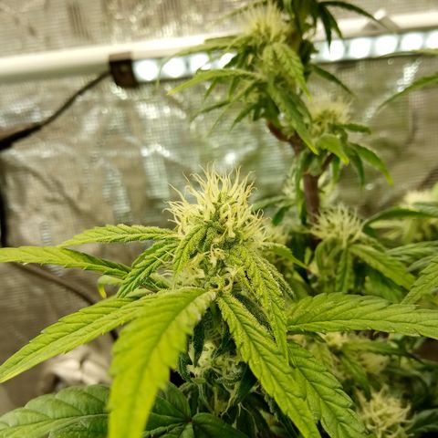 Grape Deebo growlog timeline photo