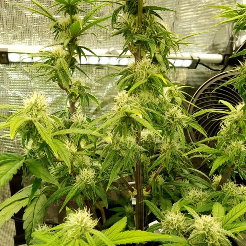 Grape Deebo growlog timeline photo