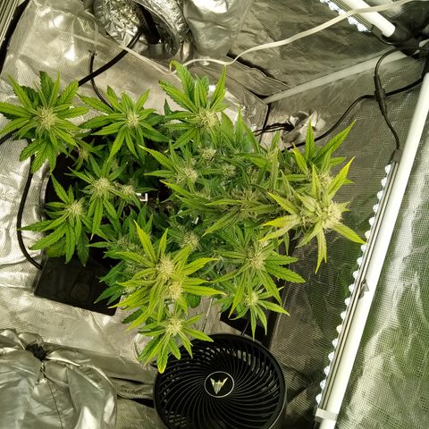 Grape Deebo growlog timeline photo