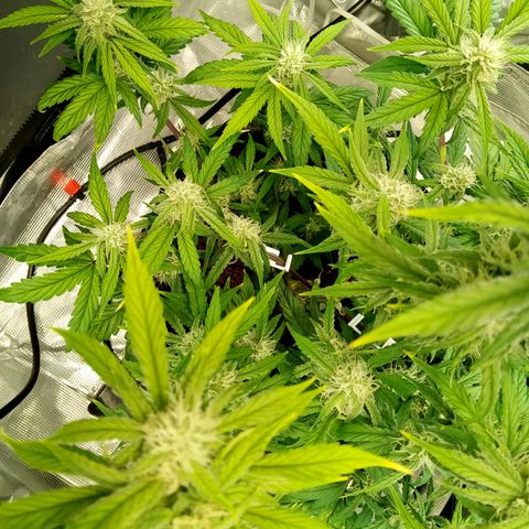 Grape Deebo growlog timeline photo