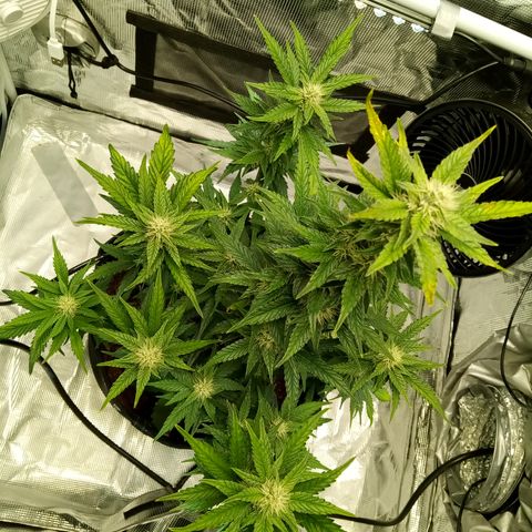 Sweet Gelato Auto growlog timeline photo