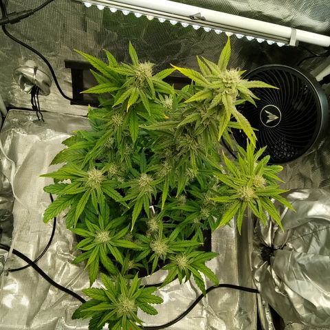 Grape Deebo growlog timeline photo