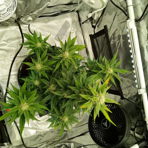 Sweet Gelato Auto growlog timeline photo