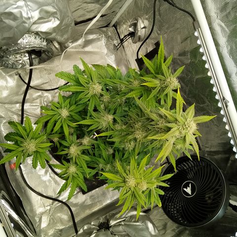 Grape Deebo growlog timeline photo