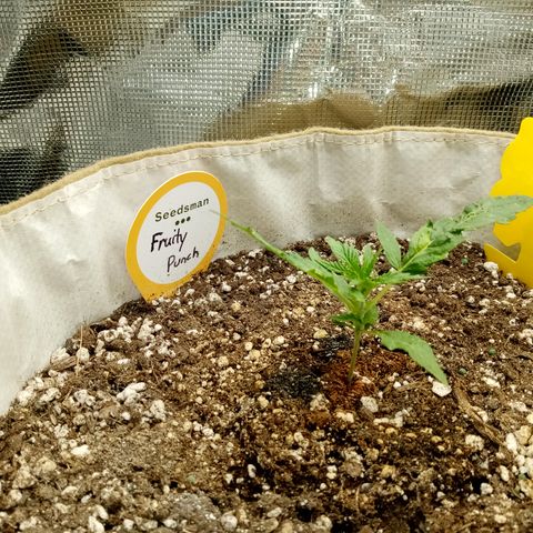 Fruity Punch ( mother ) growlog timeline photo