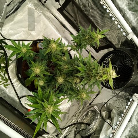 Sweet Gelato Auto growlog timeline photo