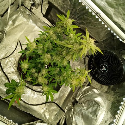 Grape Deebo growlog timeline photo