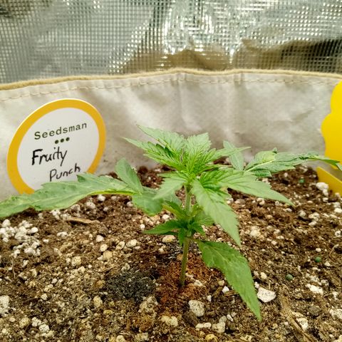 Fruity Punch ( mother ) growlog photo: 5 leaf 🌿