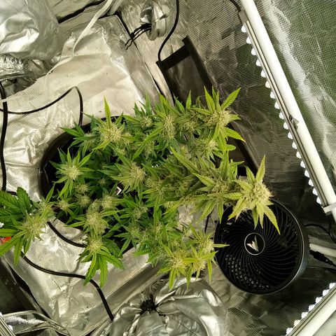 Grape Deebo growlog timeline photo