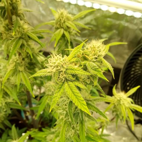 Grape Deebo growlog timeline photo