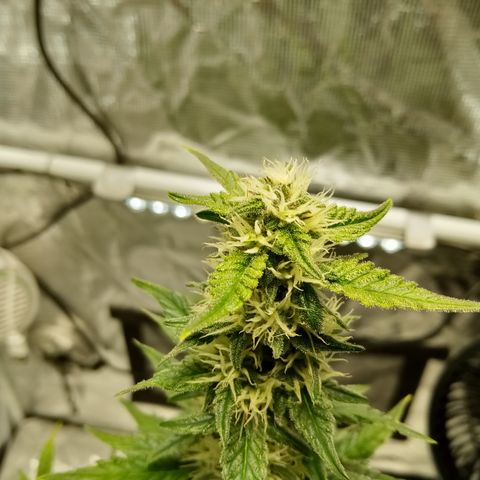 Sweet Gelato Auto growlog timeline photo