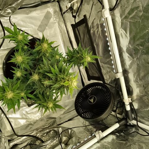 Sweet Gelato Auto growlog timeline photo