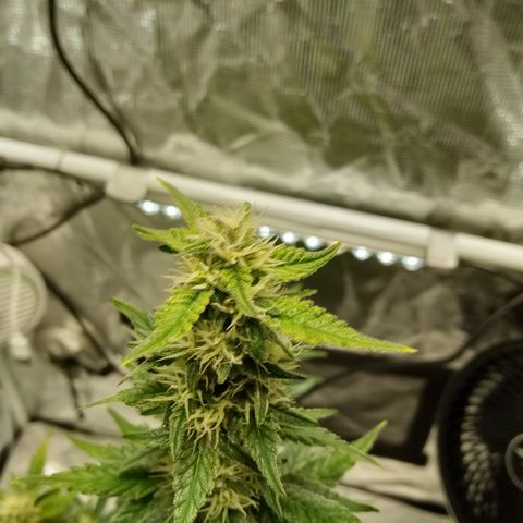 Sweet Gelato Auto growlog timeline photo