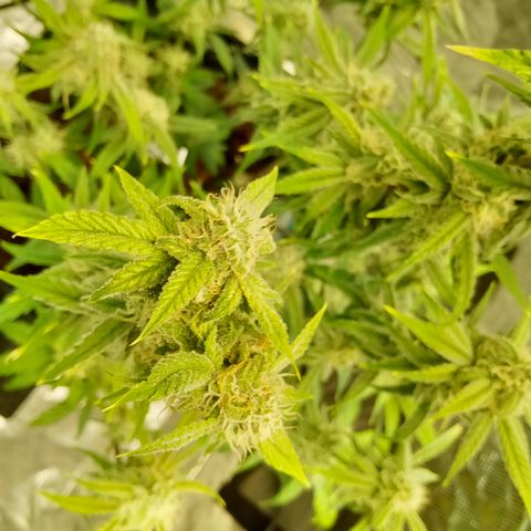 Grape Deebo growlog timeline photo
