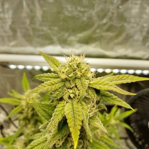 Grape Deebo growlog timeline photo