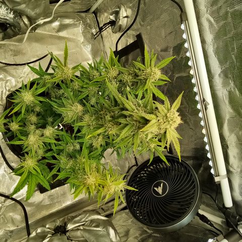Grape Deebo growlog timeline photo
