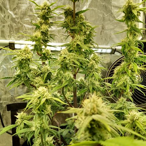 Grape Deebo growlog timeline photo