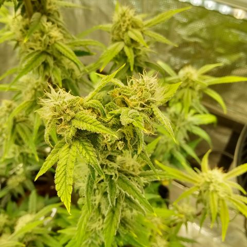 Grape Deebo growlog timeline photo
