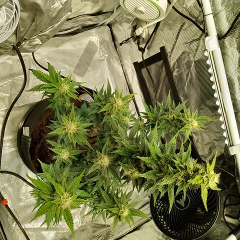 Sweet Gelato Auto growlog timeline photo