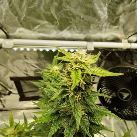 Sweet Gelato Auto growlog timeline photo