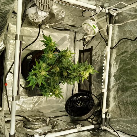 Sweet Gelato Auto growlog timeline photo