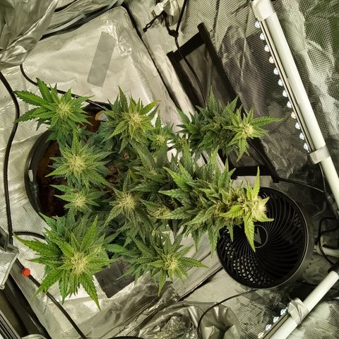 Sweet Gelato Auto growlog timeline photo