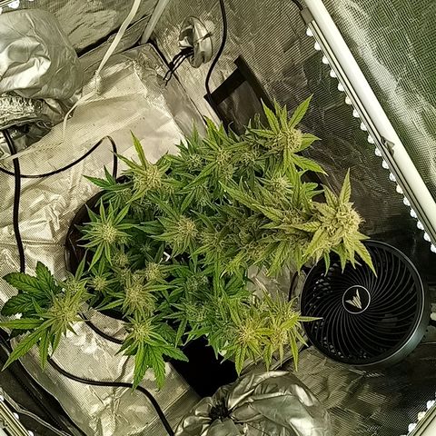 Grape Deebo growlog timeline photo