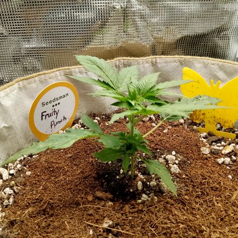 Fruity Punch ( mother ) growlog photo: 😢