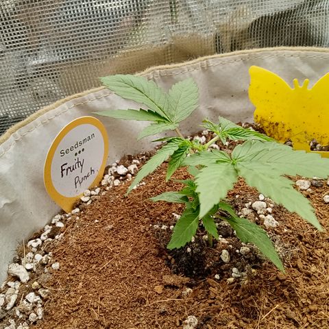 Fruity Punch ( mother ) growlog photo: 😢