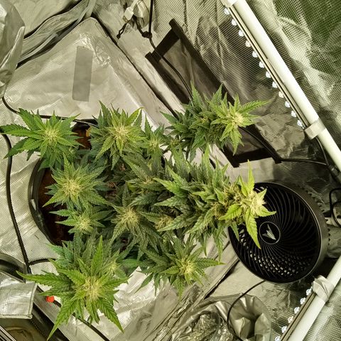 Sweet Gelato Auto growlog timeline photo