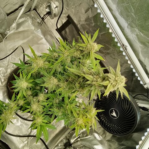 Grape Deebo growlog timeline photo