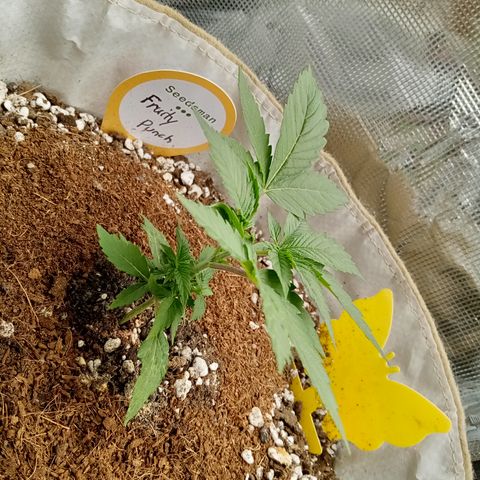 Fruity Punch ( mother ) growlog timeline photo