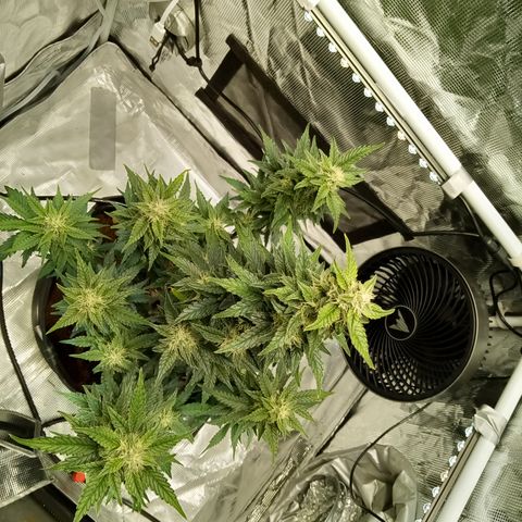 Sweet Gelato Auto growlog photo: Glazed