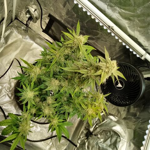 Grape Deebo growlog timeline photo