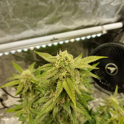 Grape Deebo growlog timeline photo